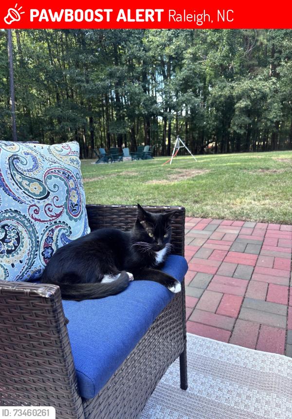 Lost Female Cat last seen Newton Rd near Falls of Neuse, Raleigh, NC 27615