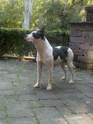 Found/Stray Female Dog last seen Naperville central high school, Naperville, IL 60540