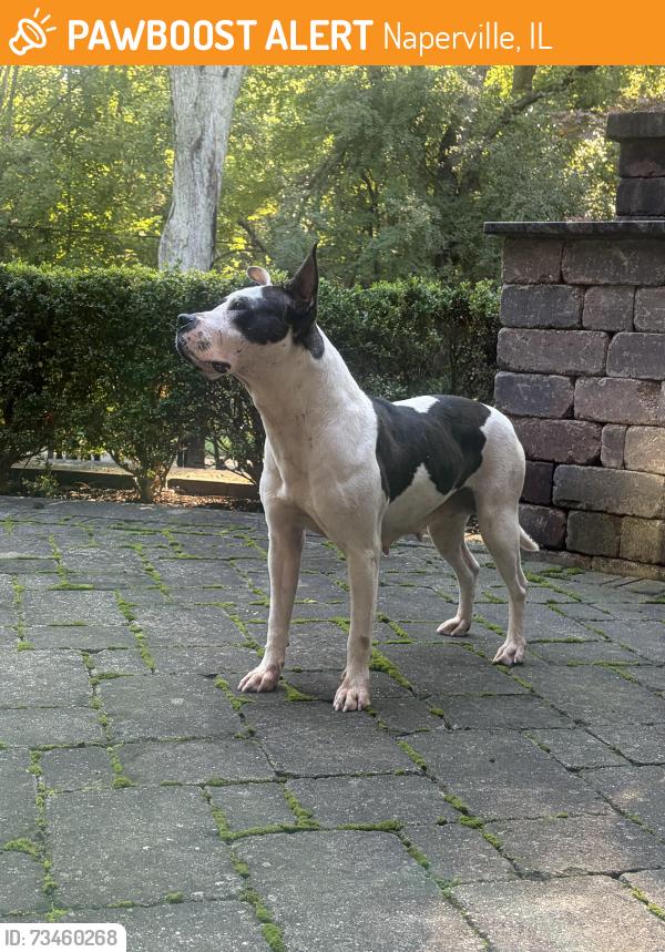 Found/Stray Female Dog last seen Naperville central high school, Naperville, IL 60540