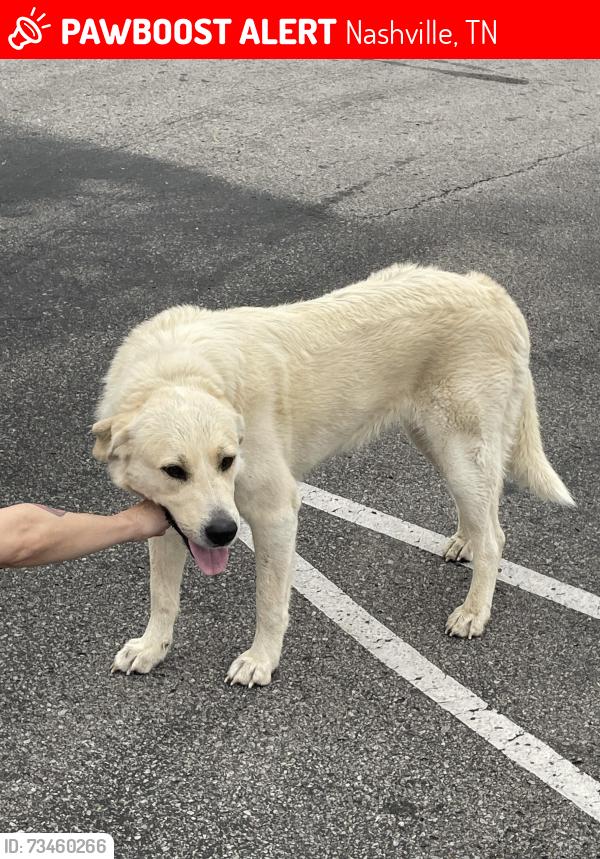 Lost Unknown Dog last seen Ewing drive and Dickerson pike, Nashville, TN 37115