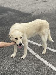 Lost Unknown Dog last seen Ewing drive and Dickerson pike, Nashville, TN 37115
