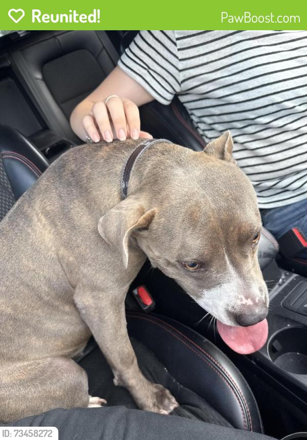 Reunited Female Dog last seen manor hill, entrance to meadow green, Houston, TX 77062
