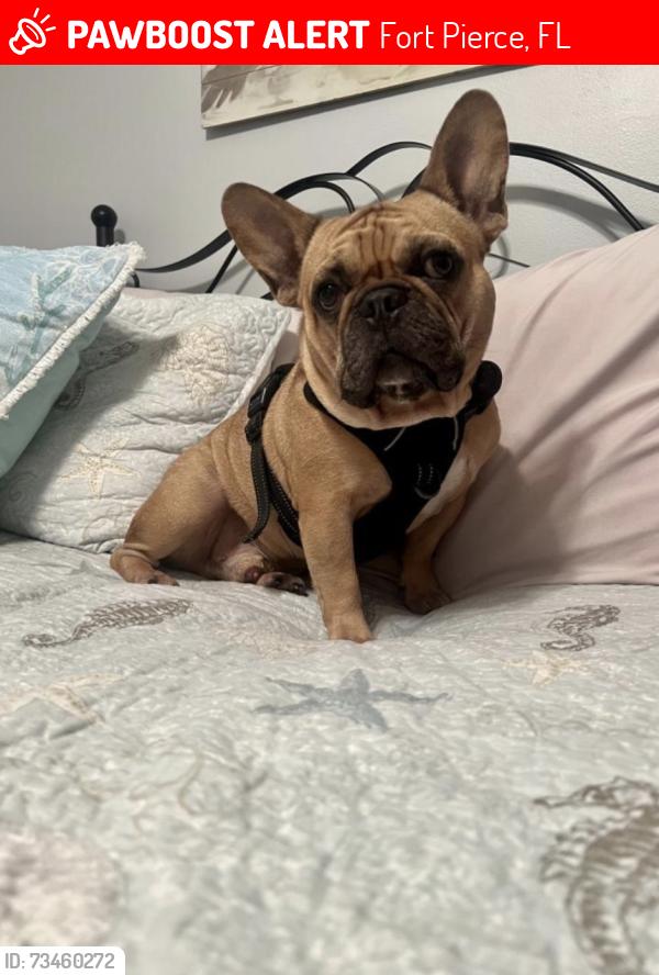Lost Male Dog last seen Okeechobee and 31st St., Fort Pierce, FL 34947
