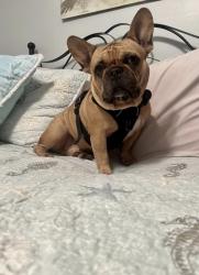 Lost Male Dog last seen Okeechobee and 31st St., Fort Pierce, FL 34947