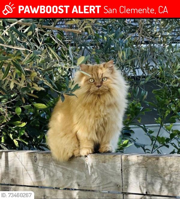 Lost Male Cat last seen S Ola Vista & Riviera, San Clemente, CA 92672