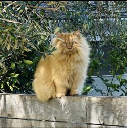 Lost Male Cat last seen S Ola Vista & Riviera, San Clemente, CA 92672