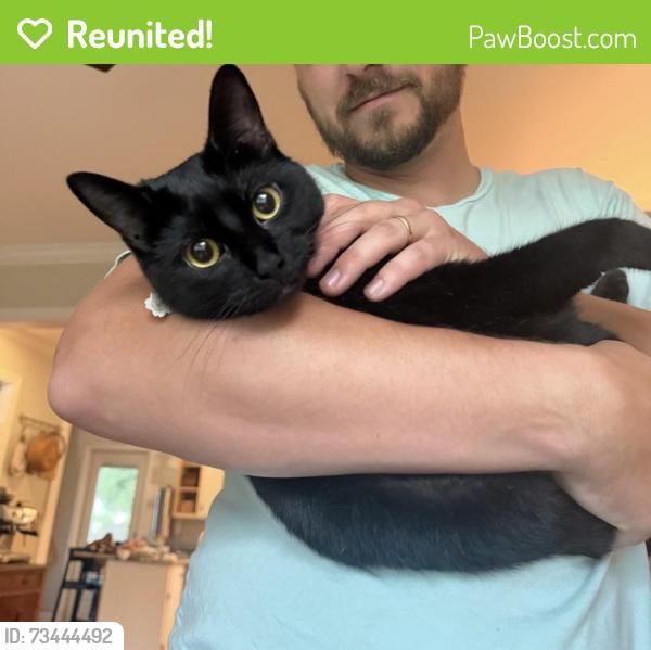 Reunited Female Cat last seen Plumbridge Ln, Greenville, SC 29615