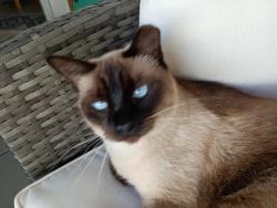 Lost Female Cat last seen Eyster, Fiske, Virginia Patton, Rockledge, FL 32955