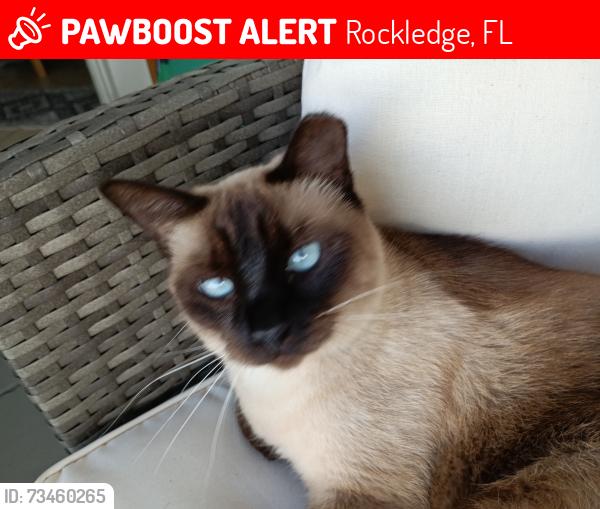 Lost Female Cat last seen Eyster, Fiske, Virginia Patton, Rockledge, FL 32955