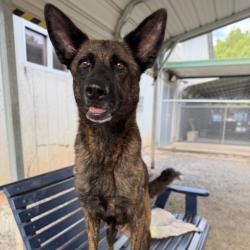 Shelter Stray Female Dog last seen , 328 Furman Hall Rd, Greenville, SC 29609, USA