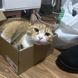 Shelter Stray Female Cat last seen , Animal Care & Control Team of Philly, 111 W Hunting Park Ave, Philadelphia, PA 19140, USA