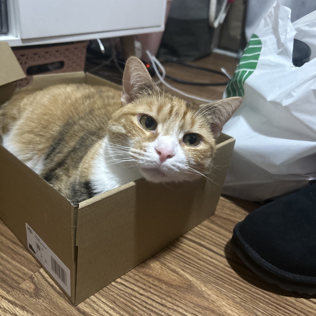 Shelter Stray Female Cat last seen , Animal Care & Control Team of Philly, 111 W Hunting Park Ave, Philadelphia, PA 19140, USA
