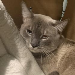 Shelter Stray Male Cat last seen , Animal Care & Control Team of Philly, 111 W Hunting Park Ave, Philadelphia, PA 19140, USA
