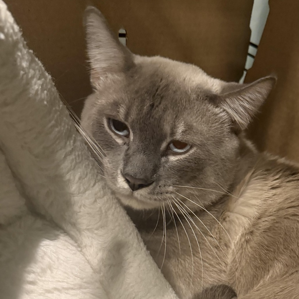 Shelter Stray Male Cat last seen , Animal Care & Control Team of Philly, 111 W Hunting Park Ave, Philadelphia, PA 19140, USA