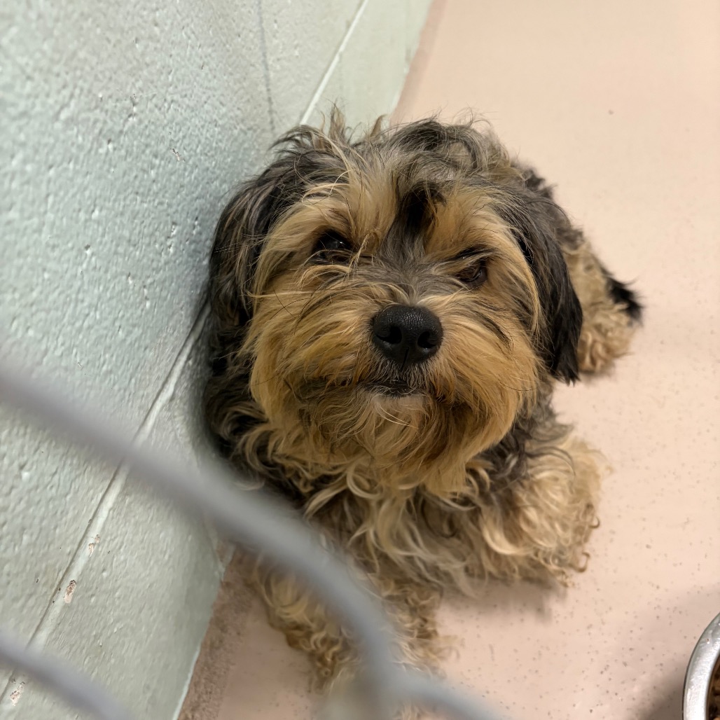 Shelter Stray Male Dog last seen , 1244 N Delsea Dr, Vineland, NJ 08360, USA