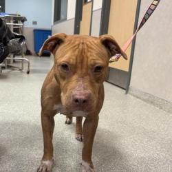 Shelter Stray Female Dog last seen , 8464 Beach Blvd, Jacksonville, FL 32216, USA