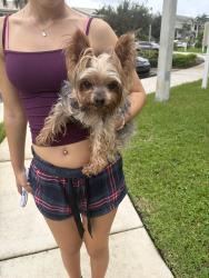 Found/Stray Male Dog last seen Captiva Cove apmts, Pompano Beach, FL 33060