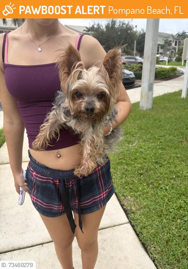 Found/Stray Male Dog last seen Captiva Cove apmts, Pompano Beach, FL 33060