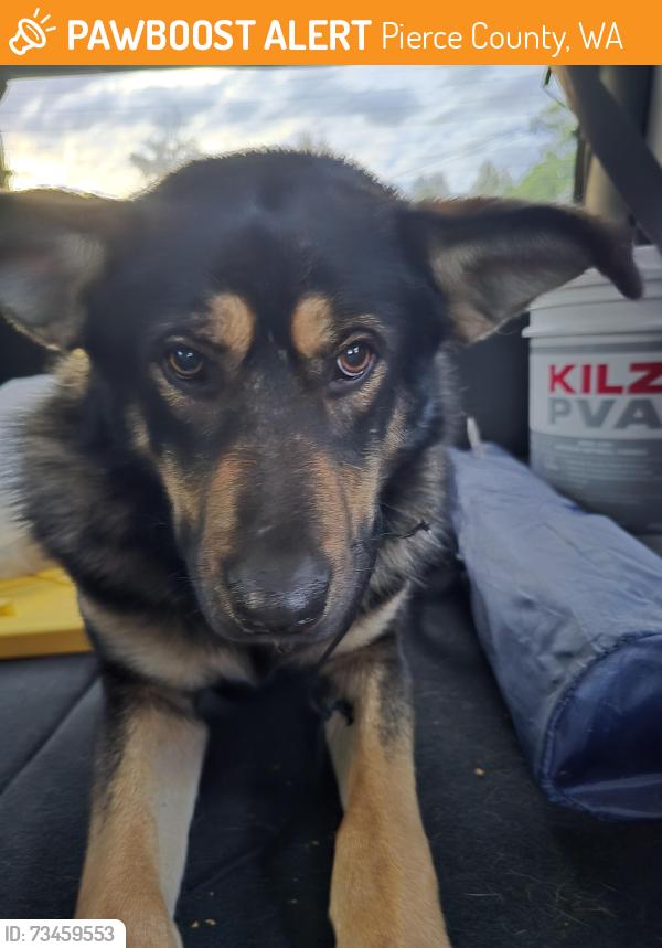 Found/Stray Male Dog last seen Unknown, Pierce County, WA 98338