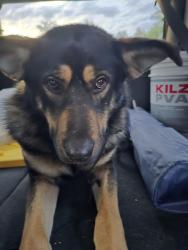 Found/Stray Male Dog last seen Unknown, Pierce County, WA 98338