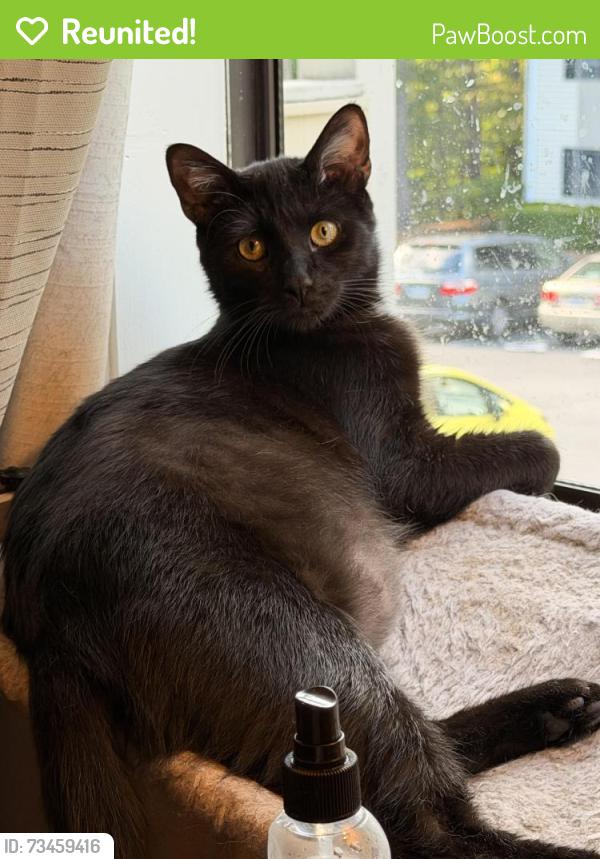 Reunited Male Cat last seen Lake Brandt apmts, Greensboro, NC 27455