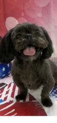 Lost Female Dog last seen Near, Conroe, TX 77302