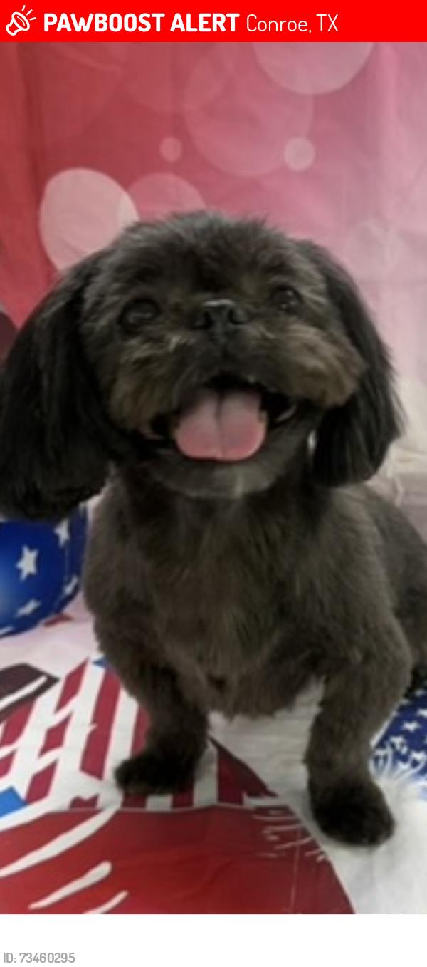 Lost Female Dog last seen Near, Conroe, TX 77302