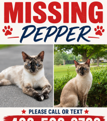 Lost Female Cat last seen Peerless Rd NW closer to Publix, Cleveland, TN 37312