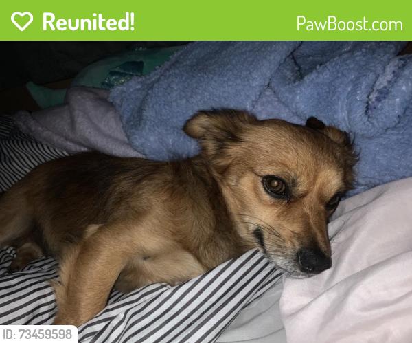 Reunited Male Dog last seen El dorado street or California streeet, Stockton, CA 95204