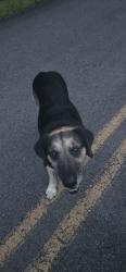 Found/Stray Male Dog last seen Middle of Rabbit Valley between the church and Bigsby Creek, Cleveland, TN 37312