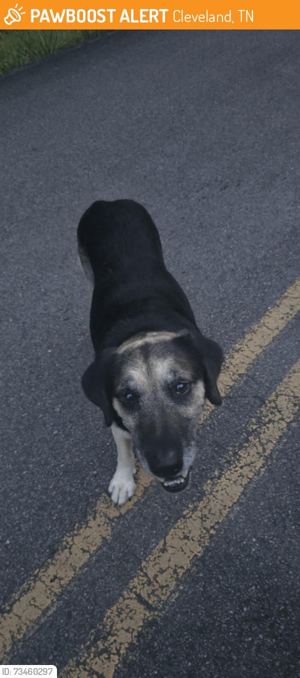 Found/Stray Male Dog last seen Middle of Rabbit Valley between the church and Bigsby Creek, Cleveland, TN 37312