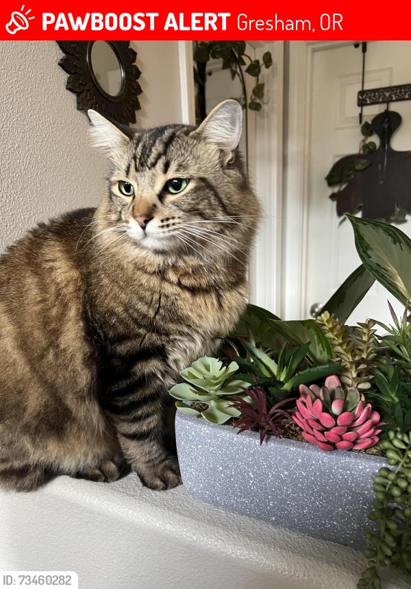 Lost Male Cat last seen Binfordlake pkwy and Heiny rd, Gresham, OR 97080