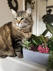 Lost Male Cat last seen Binfordlake pkwy and Heiny rd, Gresham, OR 97080