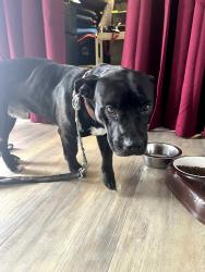 Reunited Male Dog last seen US 19 n Joliet St. Corner of The smoke shop n Brooklyn Bagels, Pasco County, FL 34667