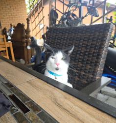 Reunited Male Cat last seen Peerless Rd NW near Publix, Cleveland, TN 37312