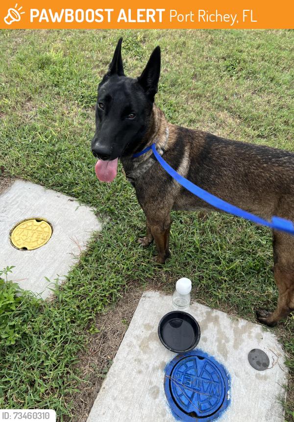 Found/Stray Male Dog last seen Sandalwood, Port Richey, FL 34668