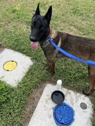 Found/Stray Male Dog last seen Sandalwood, Port Richey, FL 34668