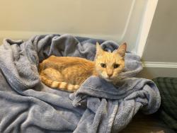 Found/Stray Female Cat last seen McDaniel Ave, Old Woodruff Rd, New Woodruff Rd, Greer, SC 29651