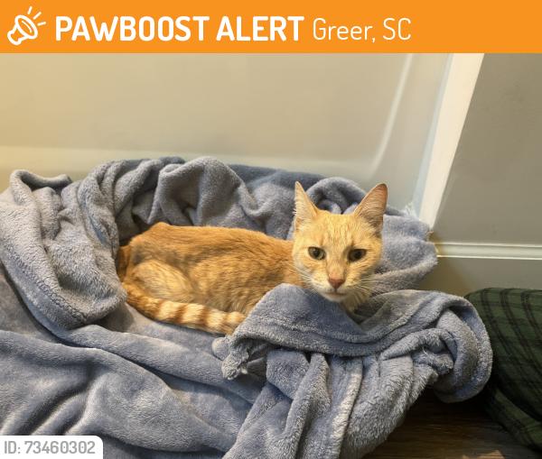 Found/Stray Female Cat last seen McDaniel Ave, Old Woodruff Rd, New Woodruff Rd, Greer, SC 29651