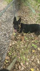 Found/Stray Male Dog last seen NE 19th St & Post Road, Midwest City, OK 73141