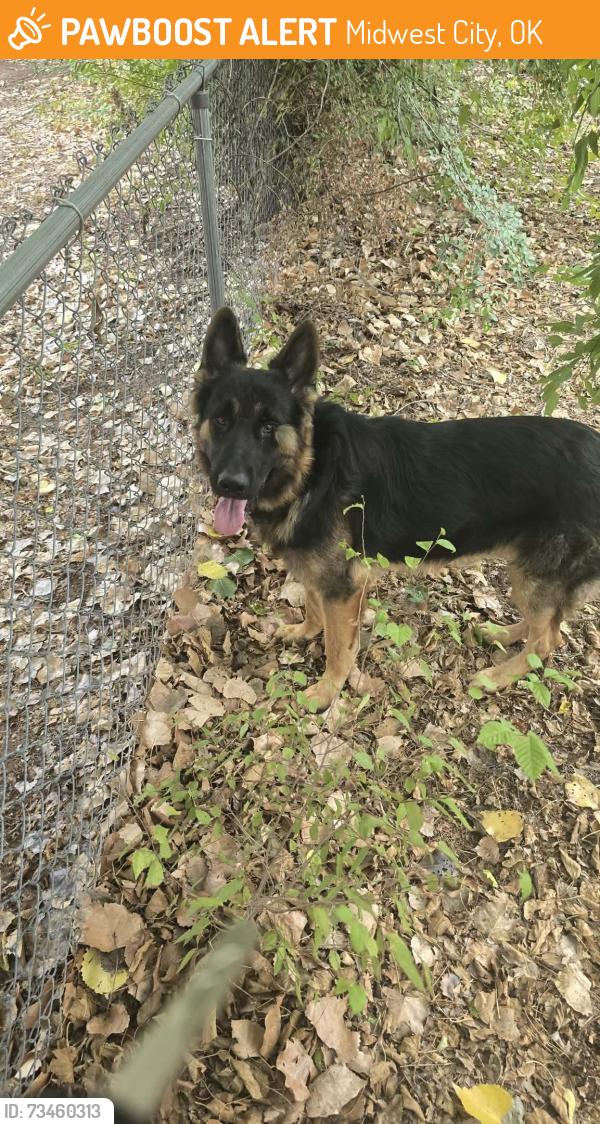 Found/Stray Male Dog last seen NE 19th St & Post Road, Midwest City, OK 73141