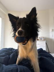 Lost Female Dog last seen Bourquin Pl and Bourquin Cres, Abbotsford, BC V2S 7C4