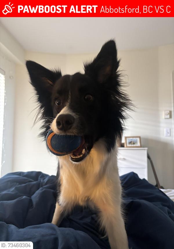 Lost Female Dog last seen Bourquin Pl and Bourquin Cres, Abbotsford, BC V2S 7C4