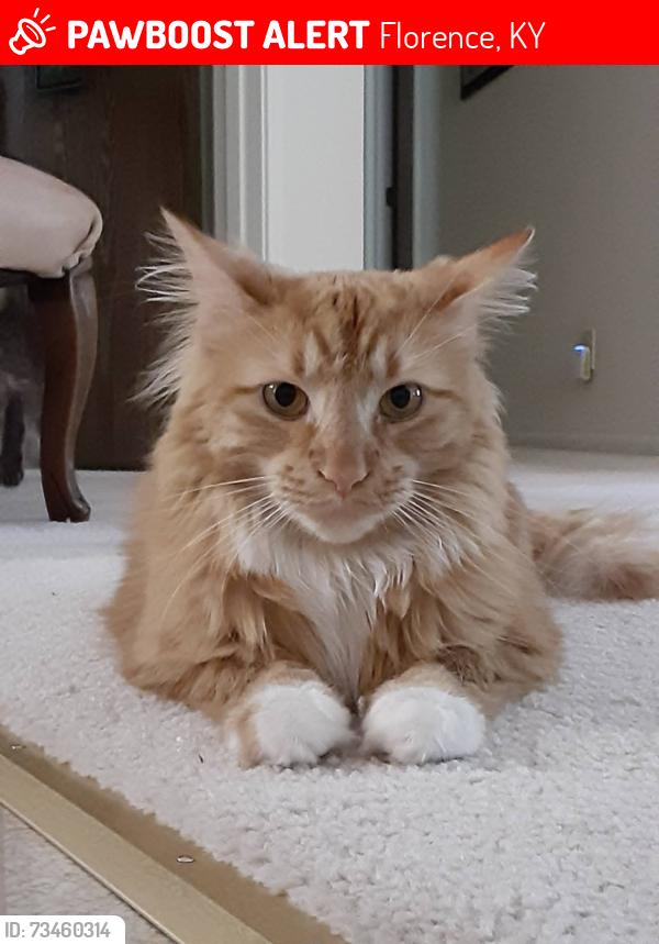 Lost Male Cat last seen Promontory Dr off of Oakbrook dR, Florence, KY 41042