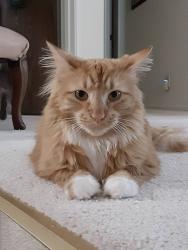 Lost Male Cat last seen Promontory Dr off of Oakbrook dR, Florence, KY 41042