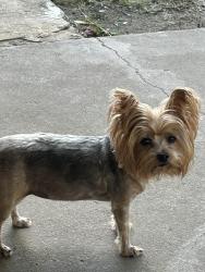 Lost Female Dog last seen Granada & Dover Richland Hills Tz, Richland Hills, TX 76118
