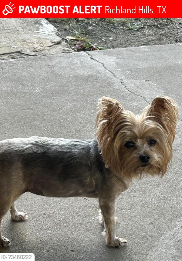 Lost Female Dog last seen Granada & Dover Richland Hills Tz, Richland Hills, TX 76118