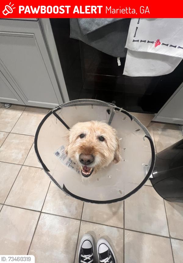 Lost Male Dog last seen Near merry oak rd sw, Marietta, GA 30008