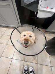 Lost Male Dog last seen Near merry oak rd sw, Marietta, GA 30008