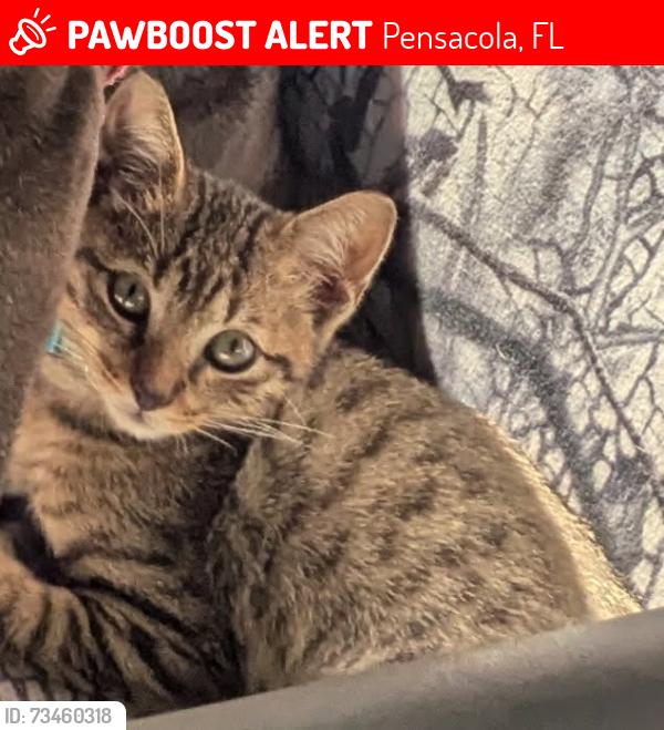 Lost Male Cat last seen Near Springhill Dr Pensacola FL 32503, Pensacola, FL 32503